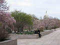 04 Cherry Blossoms, Capital